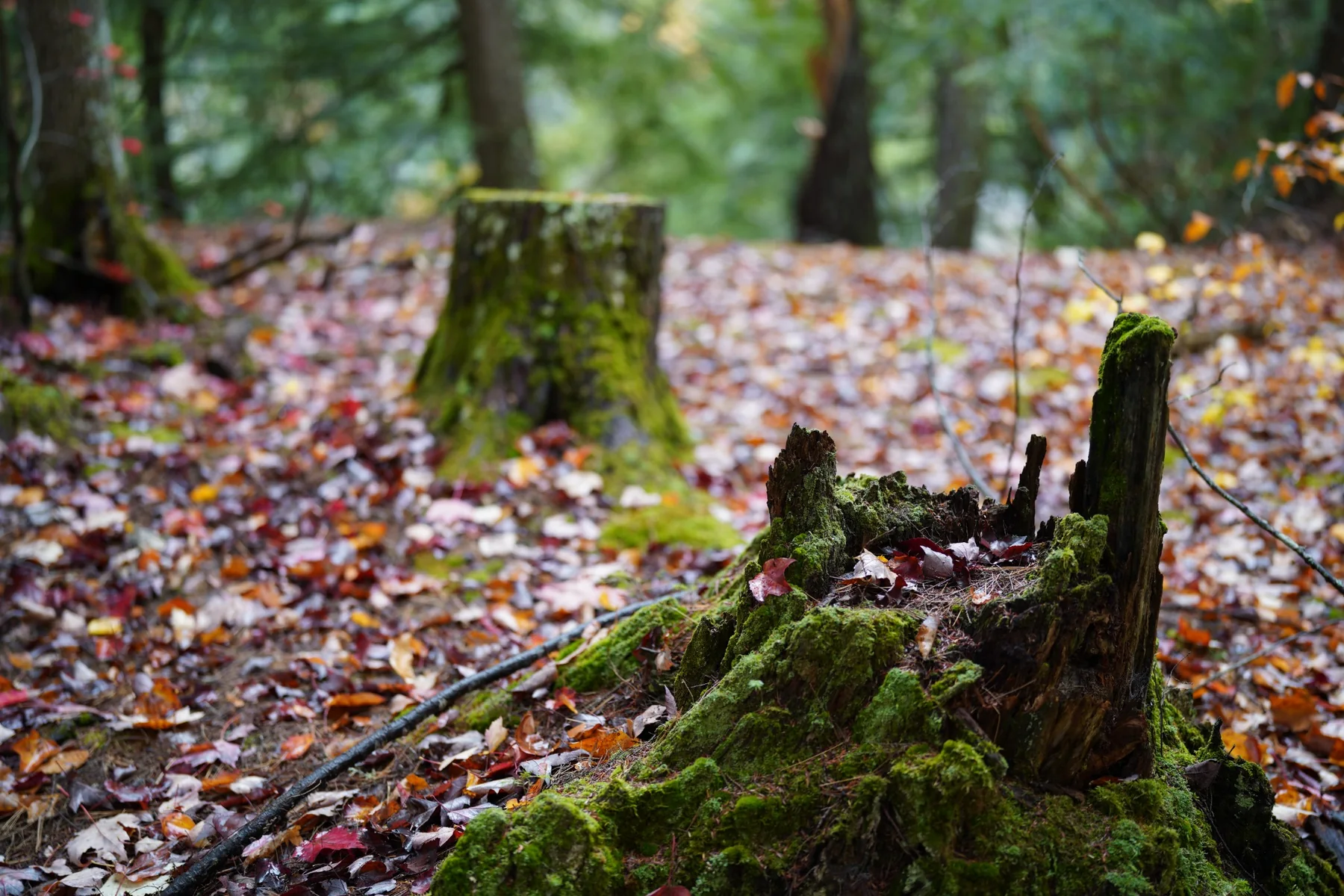 Moss-covered tree stump surrounded by autumn leaves